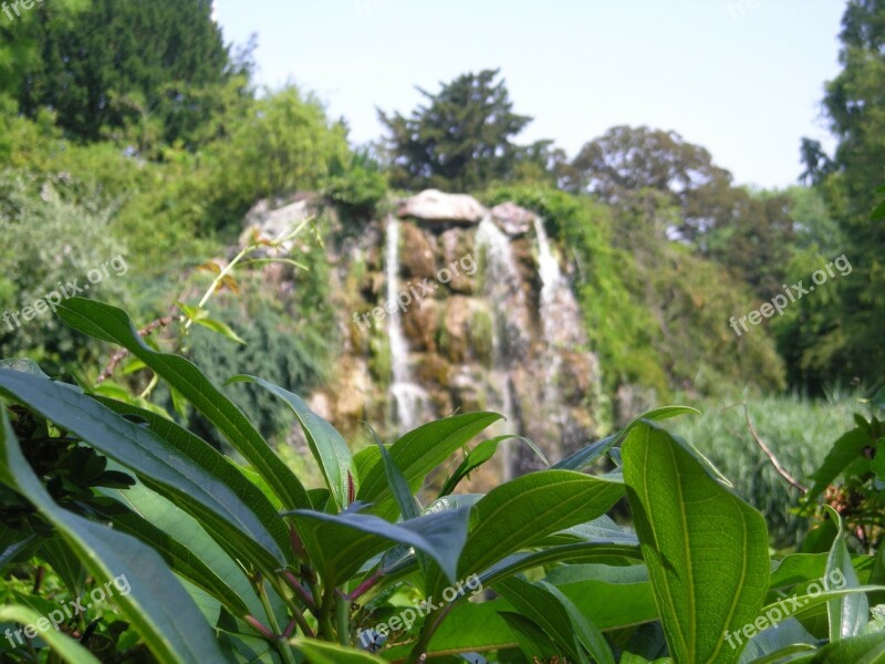 Plant Nature Green Leaf Leaves