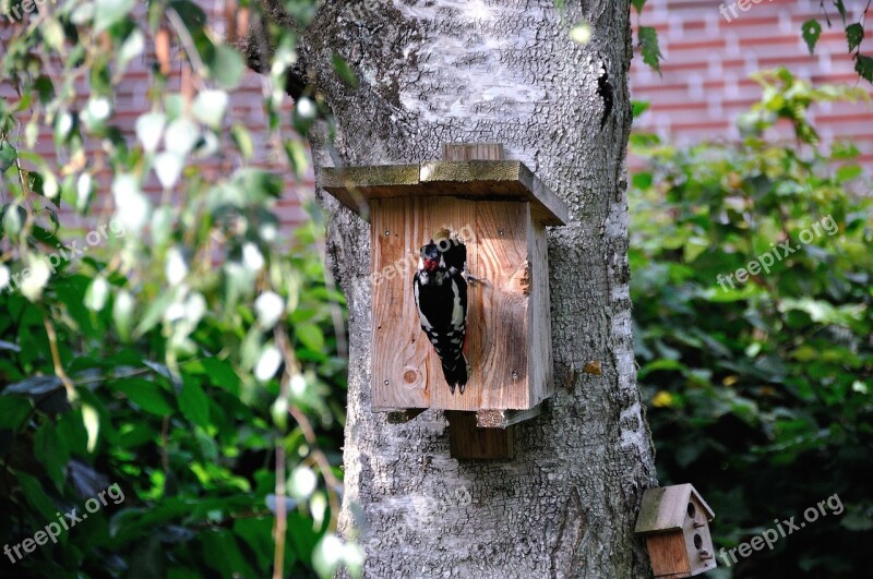 Woodpecker Nature Birch Tree Bark