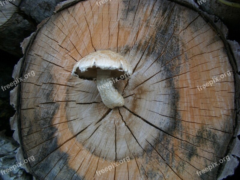 Mushroom Nature Log Sponge Grow