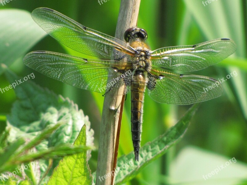 Dragonfly Brown Insect Fly Animal