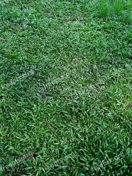 Green Leaves Background Grass Green Grass Green Curly Leaves Background Green Background