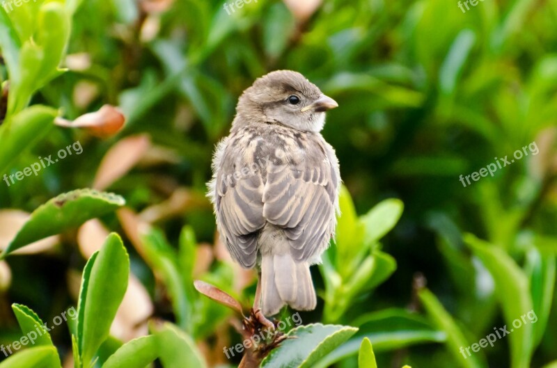 Bird Animal Aviator Summer Nature