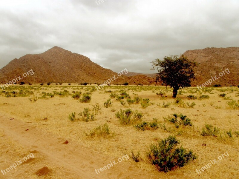 Desert Hill Rocks Tree Lonely