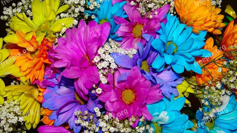 Daisy Beauty Color Bright Turquoise