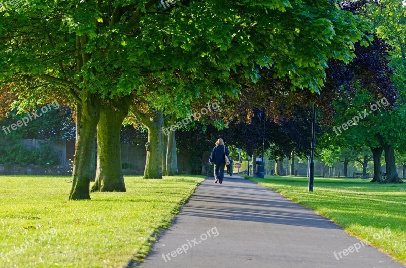 Tree Trees Way Path Leaf