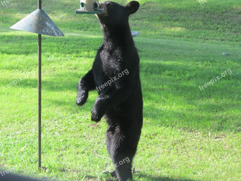 Bear Hungry Eating Beautiful Wildlife