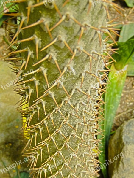 Cactus Stem Trunk Thorns Spines