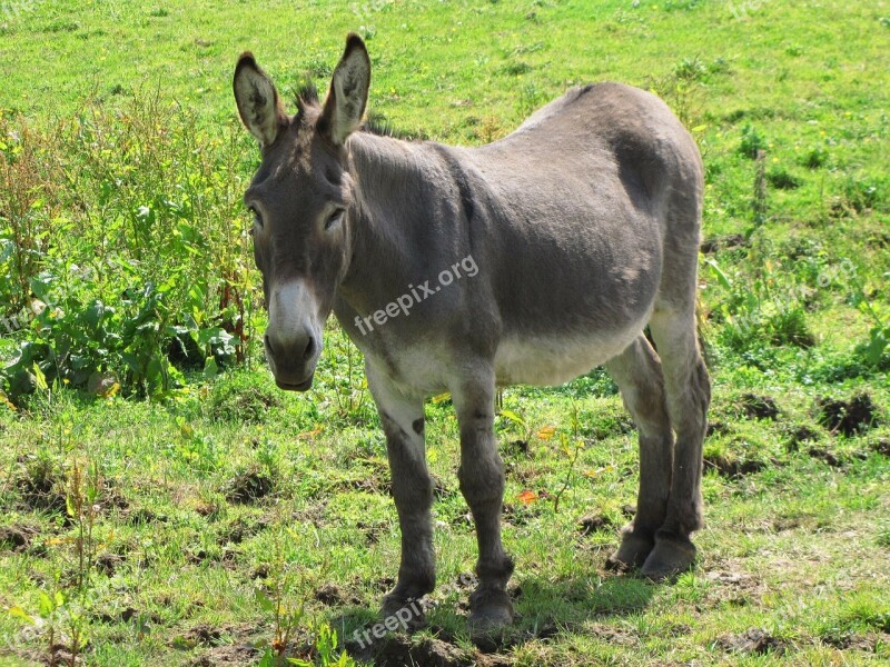 Donkey Jackass Horse Horses Meadow