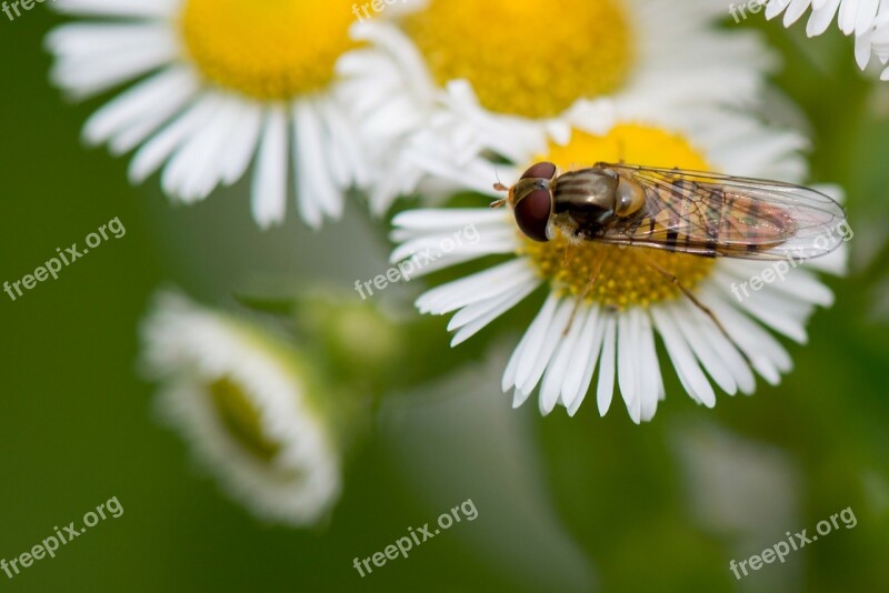 Dandelion Flower Macro Yellow Nature