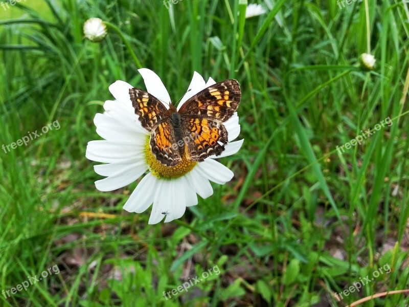 Butterfly Flower Daisy Nature Season