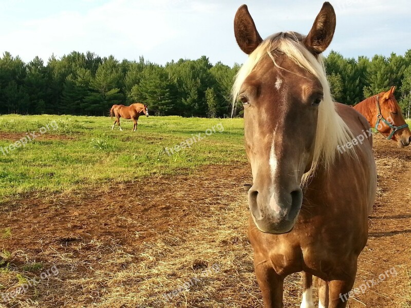 Horse Horses Horseback Riding Animal