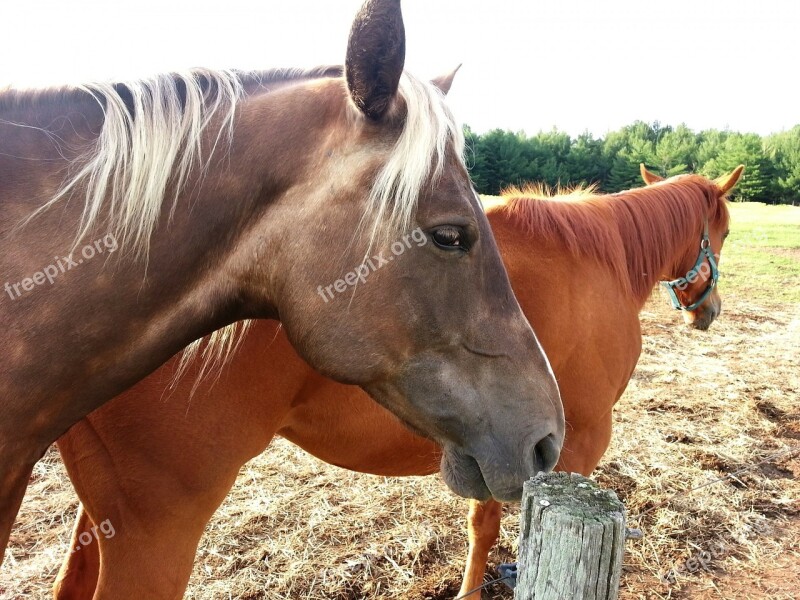 Horse Horses Animal Face Portrait