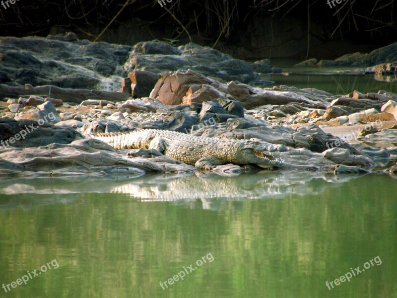 Crocodile Wild Animal River Namibia