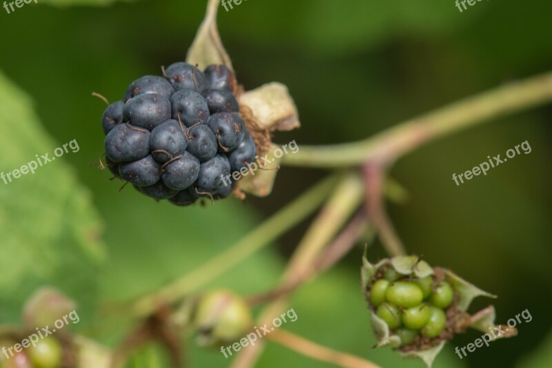 Blackberry Fruit Vegetable Food Nature