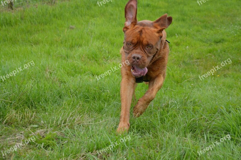 Harley Action Playing Pet Dog