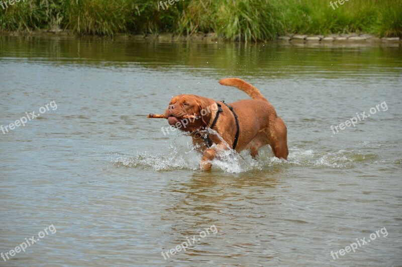 Harley Action Water Playing Stick