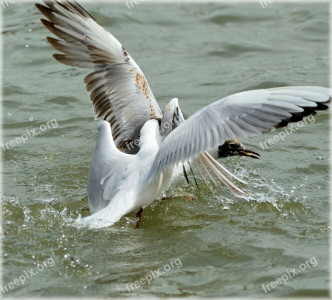 Gull Gulls Water Bread Food