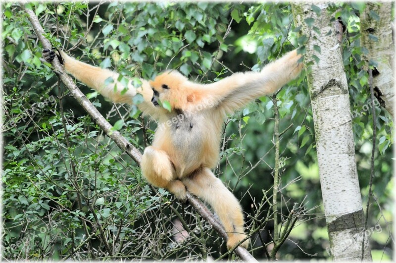 Monkey Business Zoo Food Series Monkey