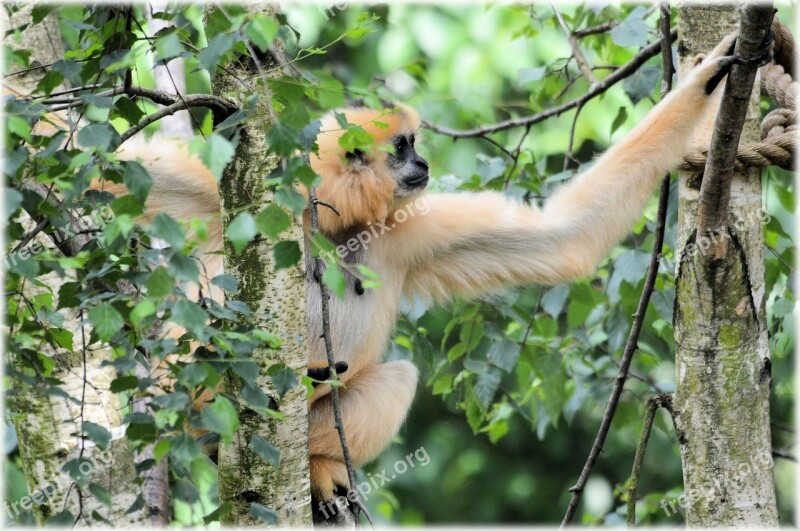 Monkey Business Zoo Food Series Monkey