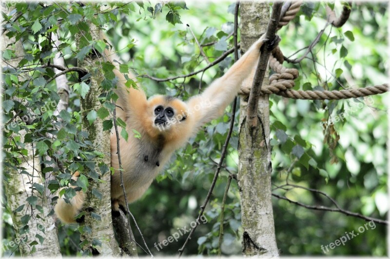 Monkey Business Zoo Food Series Monkey