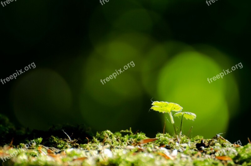 Leaves Foliage Leaf Moss Macro