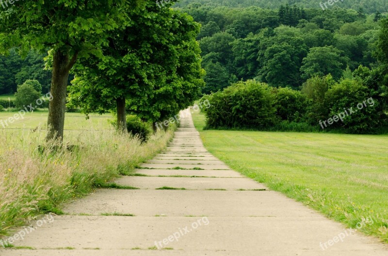 Forest Tree Trees Foliage Leaves