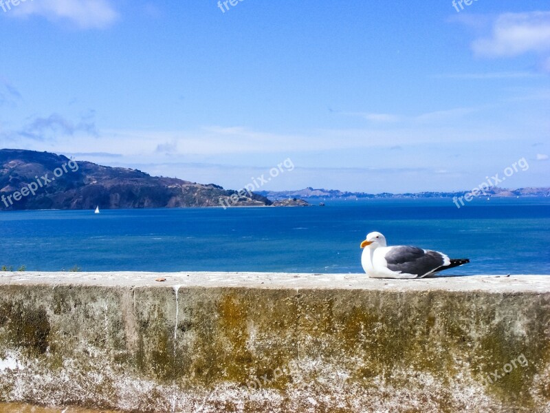 Seagull Bird Feather Water Ocean