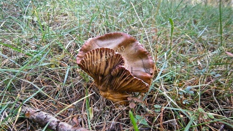 Mushrooms Fungi Forest Nature Free Photos