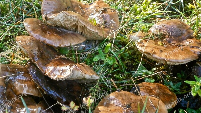 Mushrooms Fungi Forest Nature Free Photos