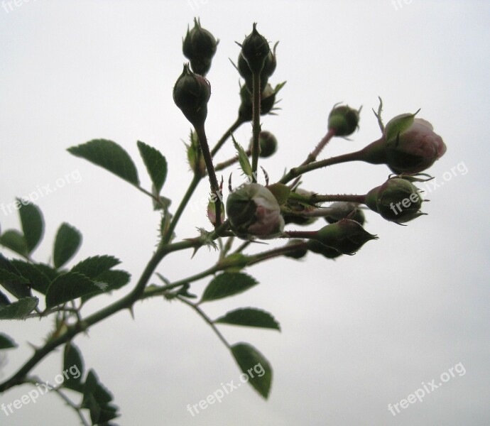 Rose Rambler Buds Pink Light