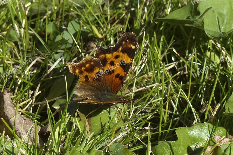 Butterfly Orange Black Insect Wings