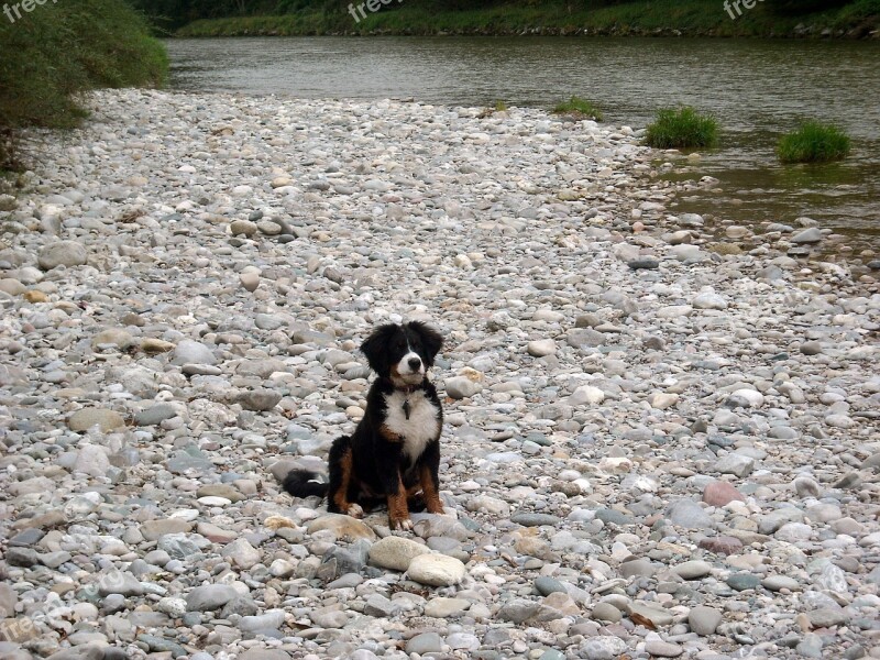 Puppy Bitch Berner Sennen Dog Friend Face