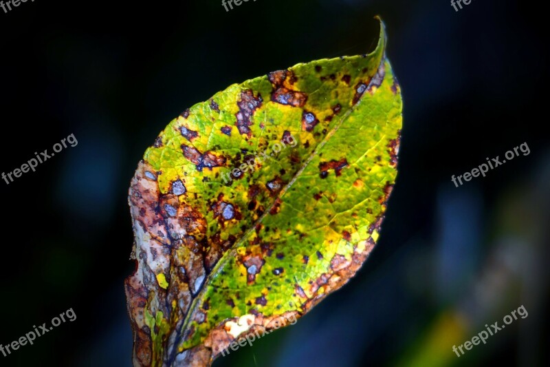 Withered Leaf Colorful Autumn Fall