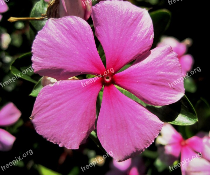 Periwinkle Pink 5 Petals Simple Pretty