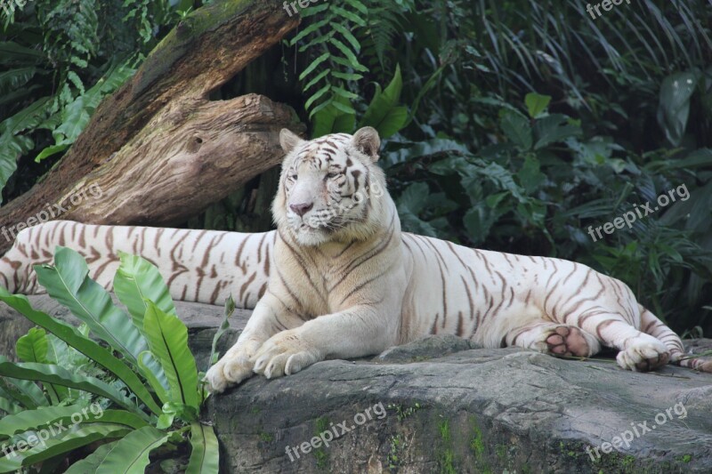 Tiger Zoo Singapore Animal Nature