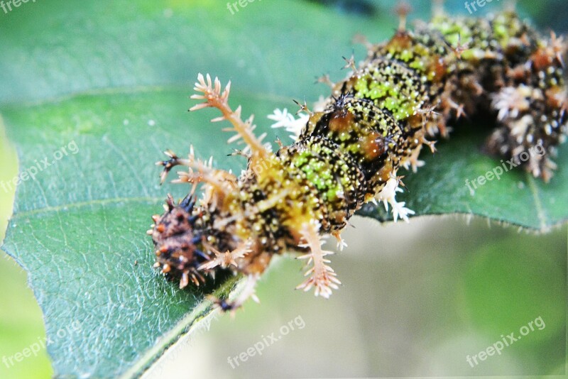 Camouflage Caterpillar Eat Damage Pest