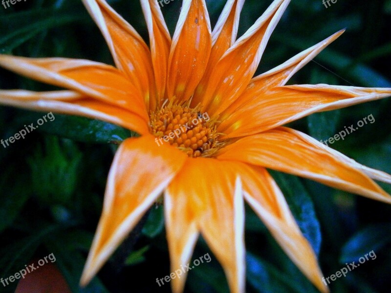 Gold Noon Gold Composites Gazánie Gazania