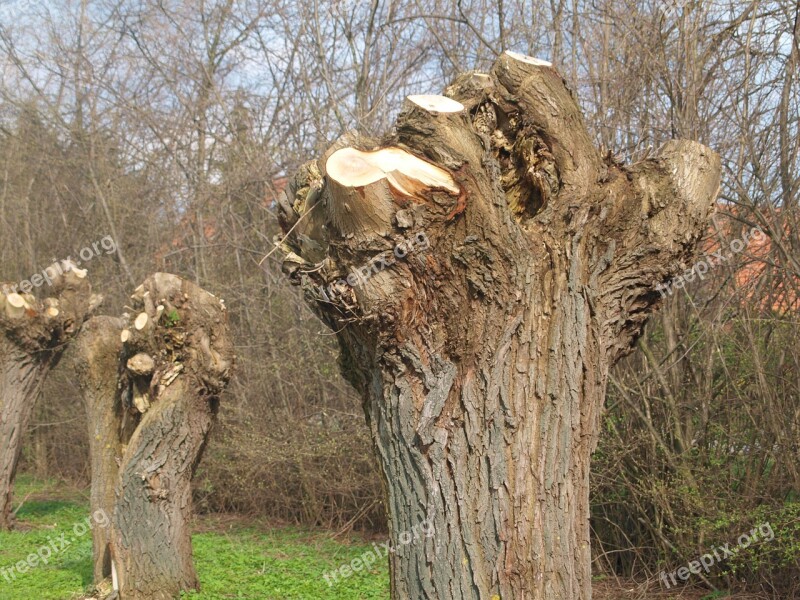 Tree Butt Nature Logging Wood