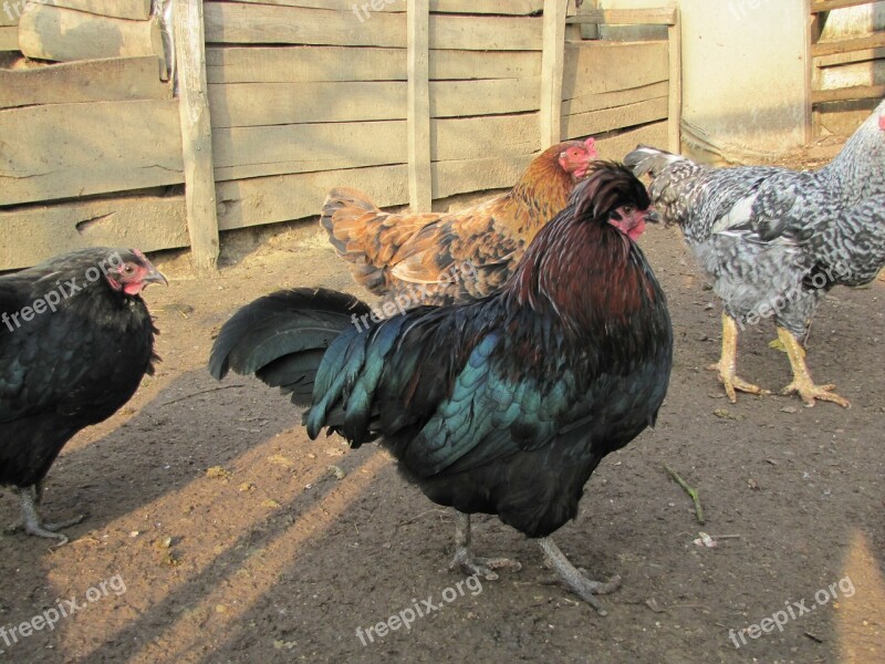 Chicken Coop Hens Birds Poultry Free Photos