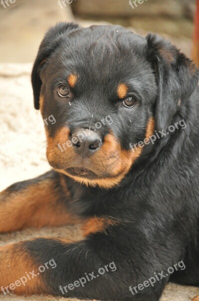 Rottweiler Cucciola Dog Uma Sweet