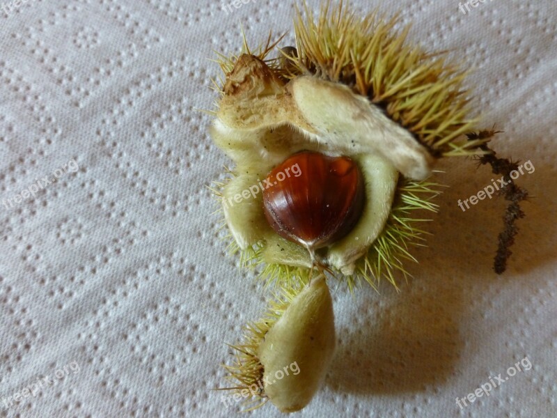 Autumn Chestnut Prickly Shell Free Photos