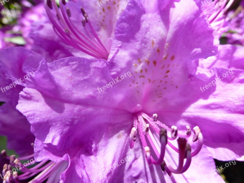 Blossom Bloom Rhododendron Spring Free Photos