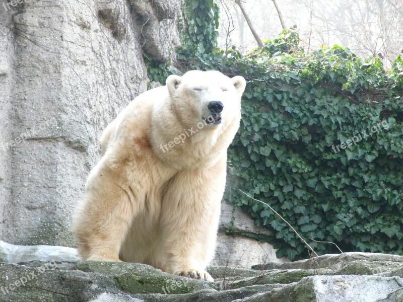 Polar Bear Bear Animal World Sweet Bears