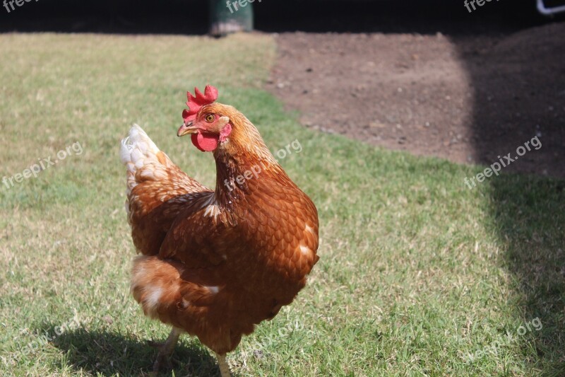 Chicken Hen Poser Poultry Farm