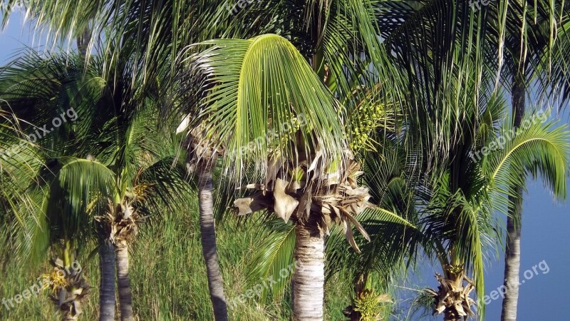 Palms Palmas Tourism Beach Pool