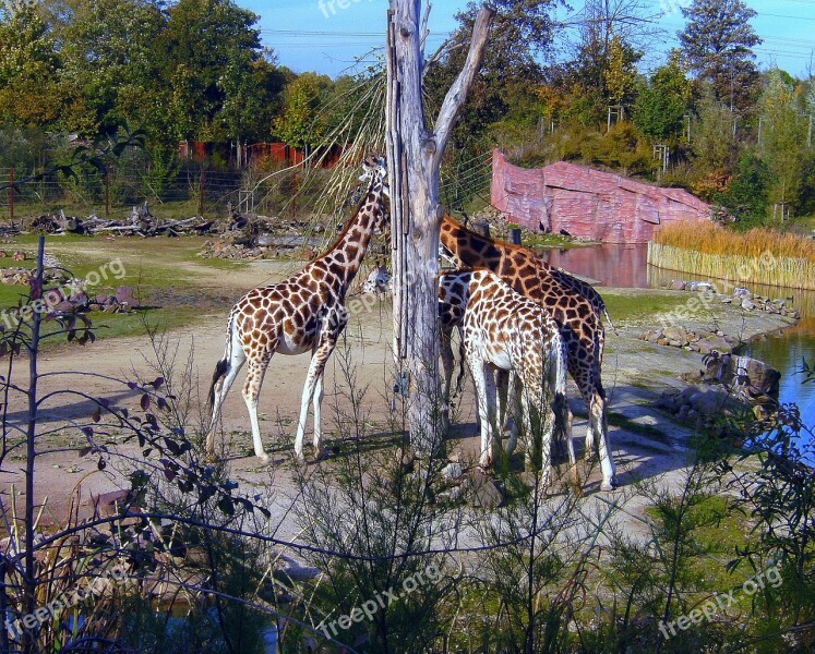 Zoo Giraffes Brown White Giraffe Group