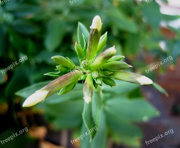 Flowers Buds White Opening Star Burst