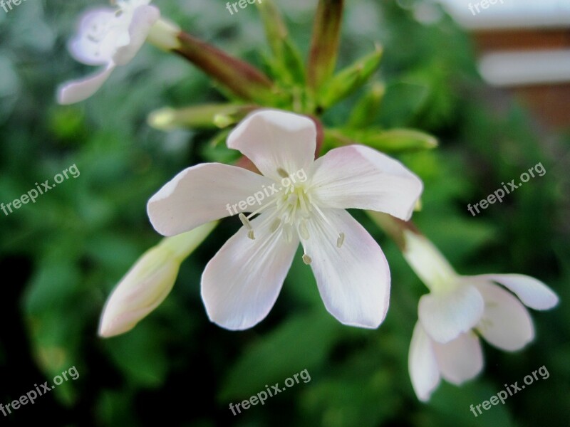 Flowers White Small Delicate Pretty