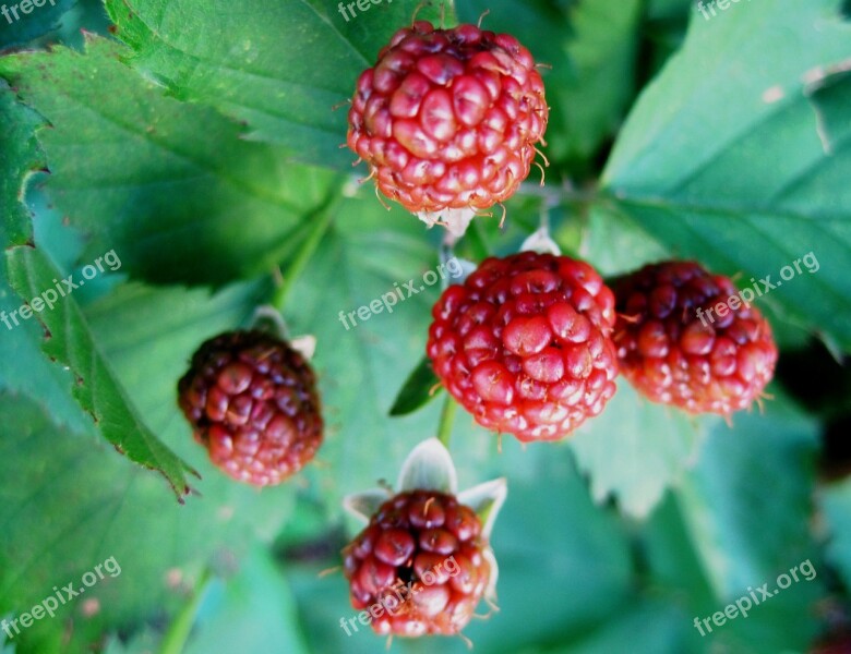 Brambles Berries Fruit Red Ripening