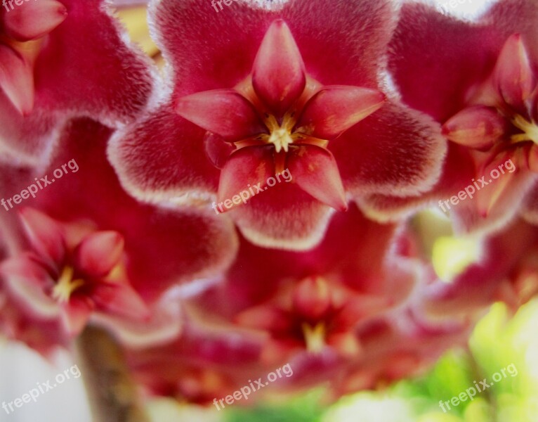 Waxplant Flowerhead Hoya Pink Velvety